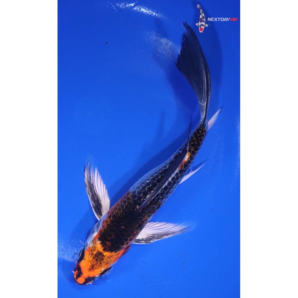 7” Imported Kujaku Butterfly Koi