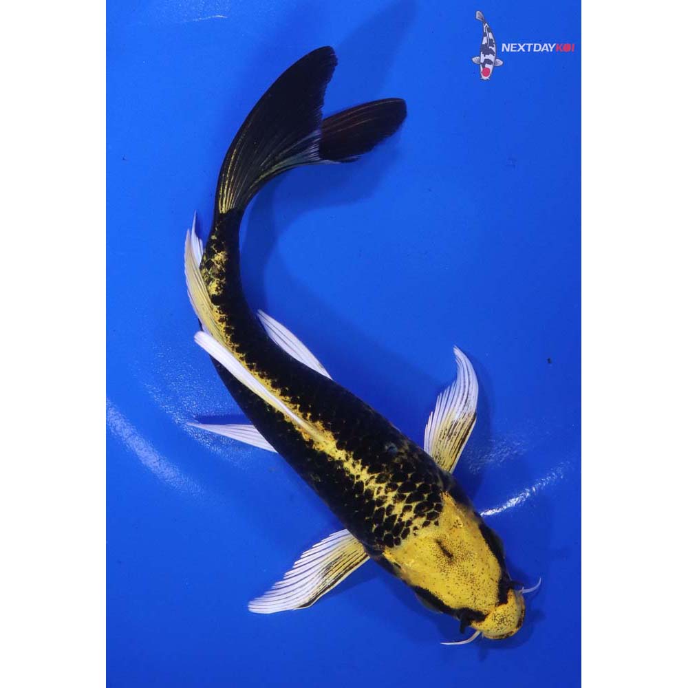 7” Imported Ki Matsuba Butterfly Koi