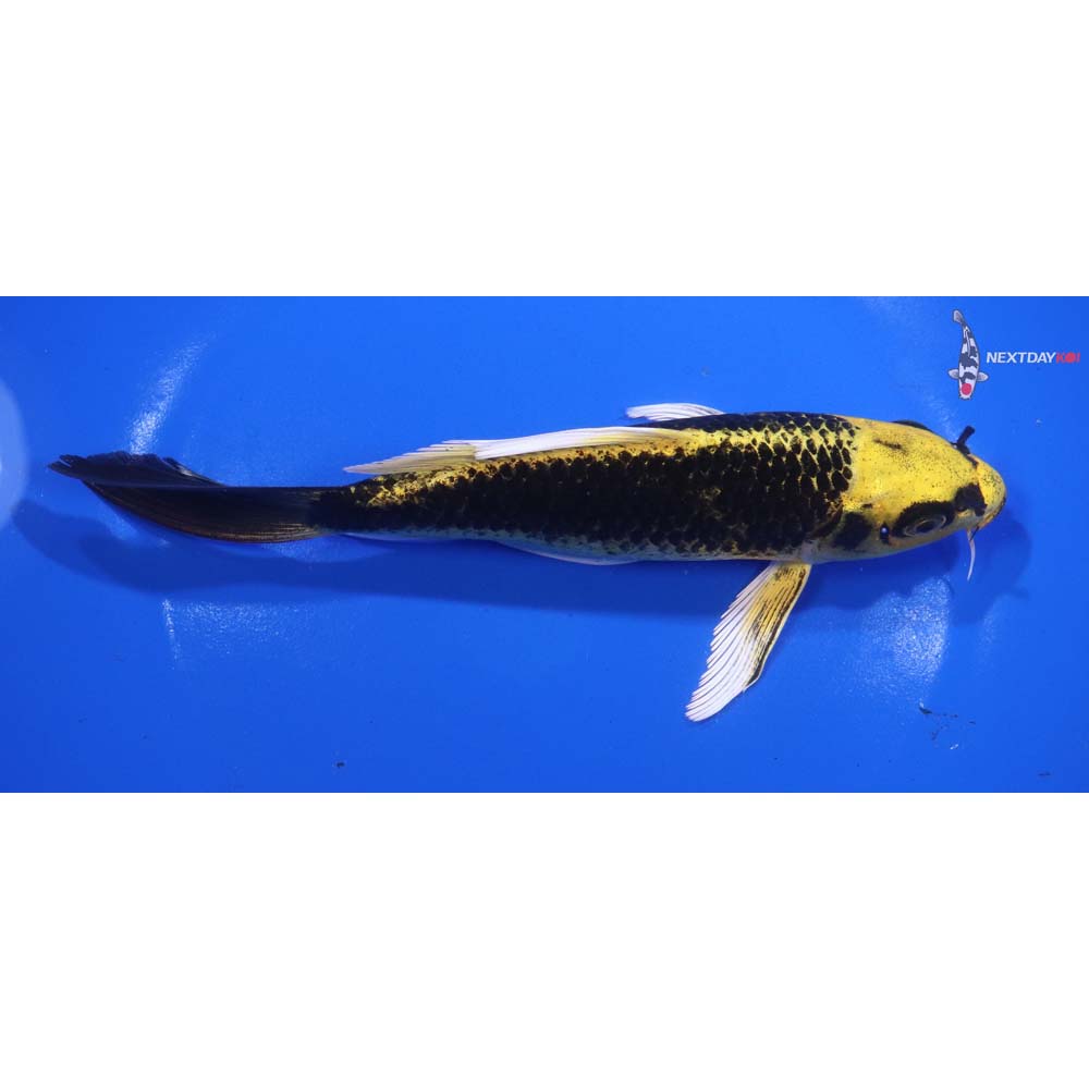 7” Imported Ki Matsuba Butterfly Koi