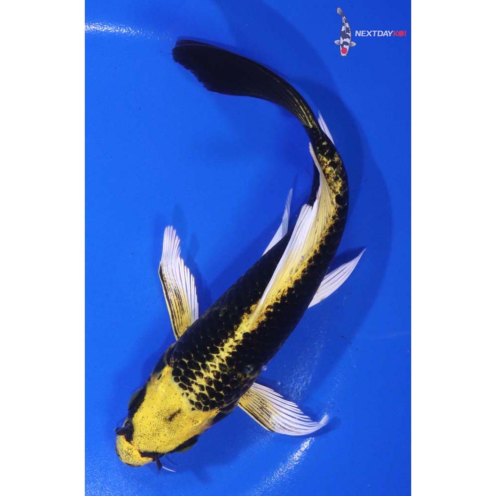 7” Imported Ki Matsuba Butterfly Koi