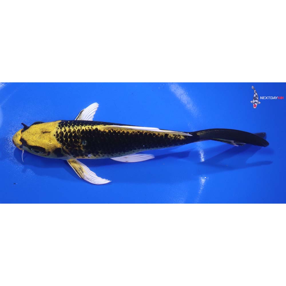 7” Imported Ki Matsuba Butterfly Koi