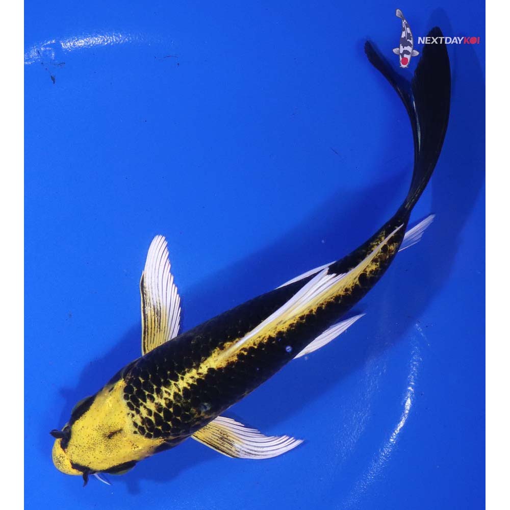 7” Imported Ki Matsuba Butterfly Koi