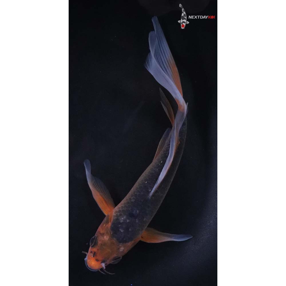 7” Imported Asagi Butterfly Koi