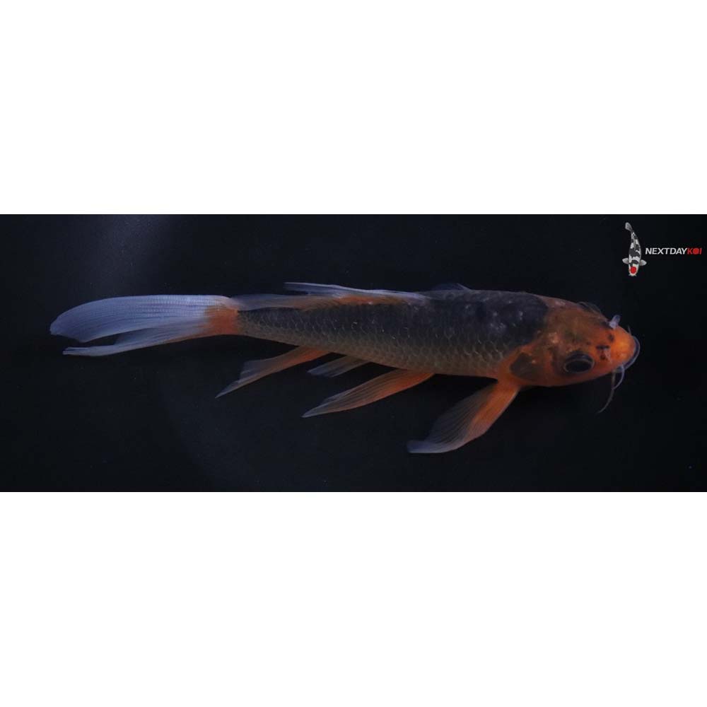 7” Imported Asagi Butterfly Koi