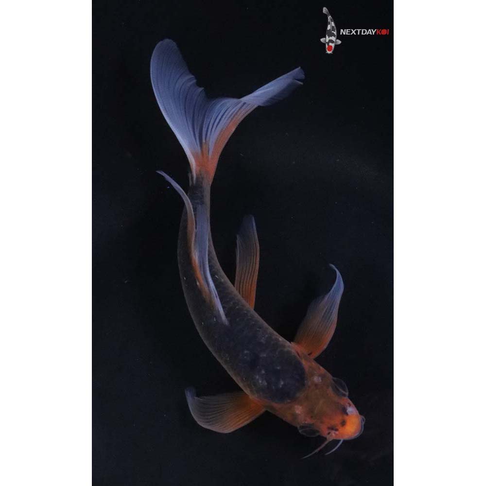 7” Imported Asagi Butterfly Koi