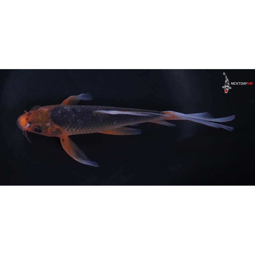 7” Imported Asagi Butterfly Koi