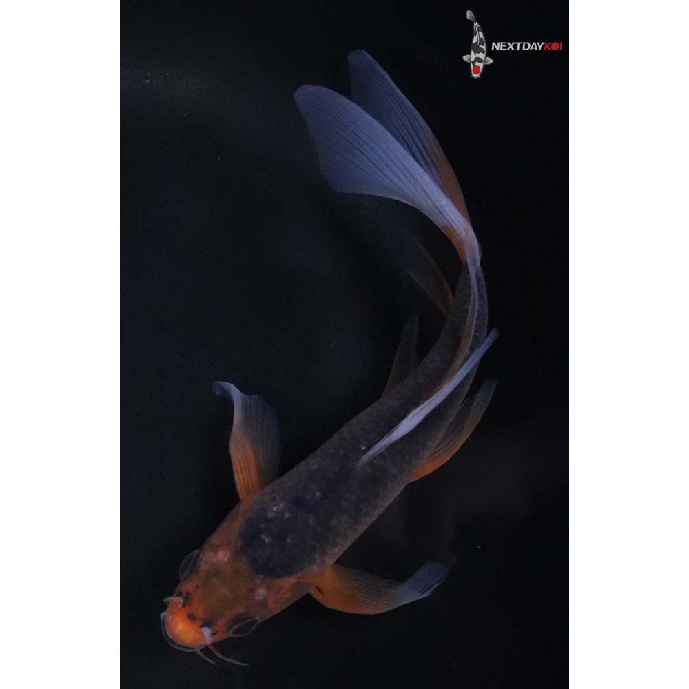7” Imported Asagi Butterfly Koi