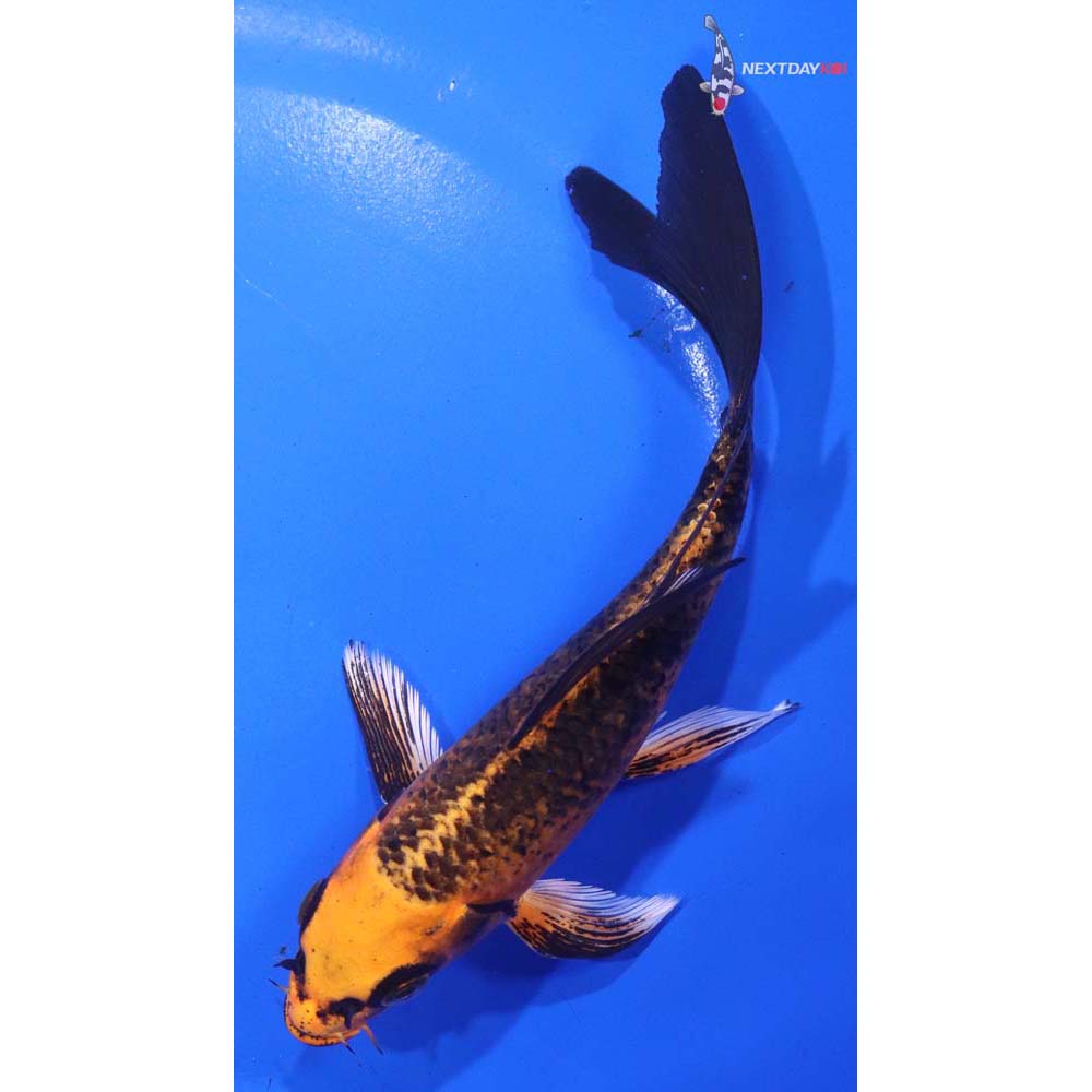 6” Imported Orenji Matsuba Butterfly Koi