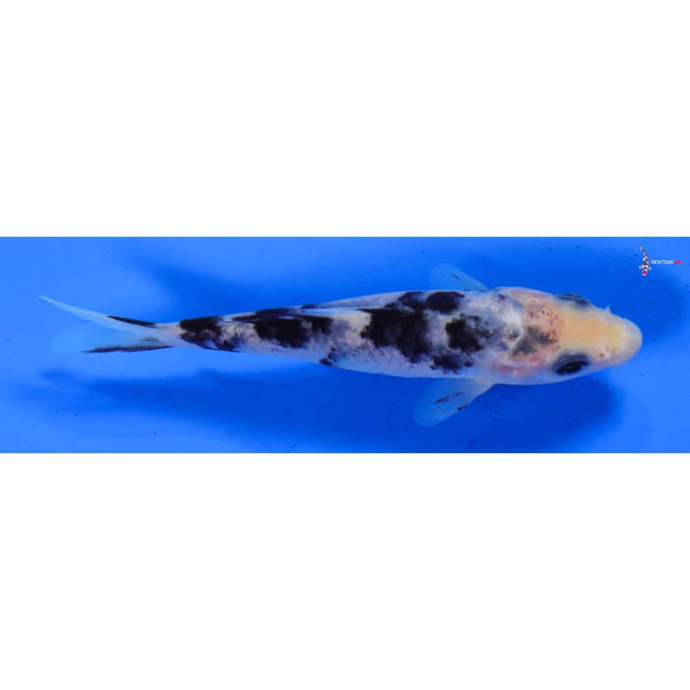 4” Imported Shiro Bekko