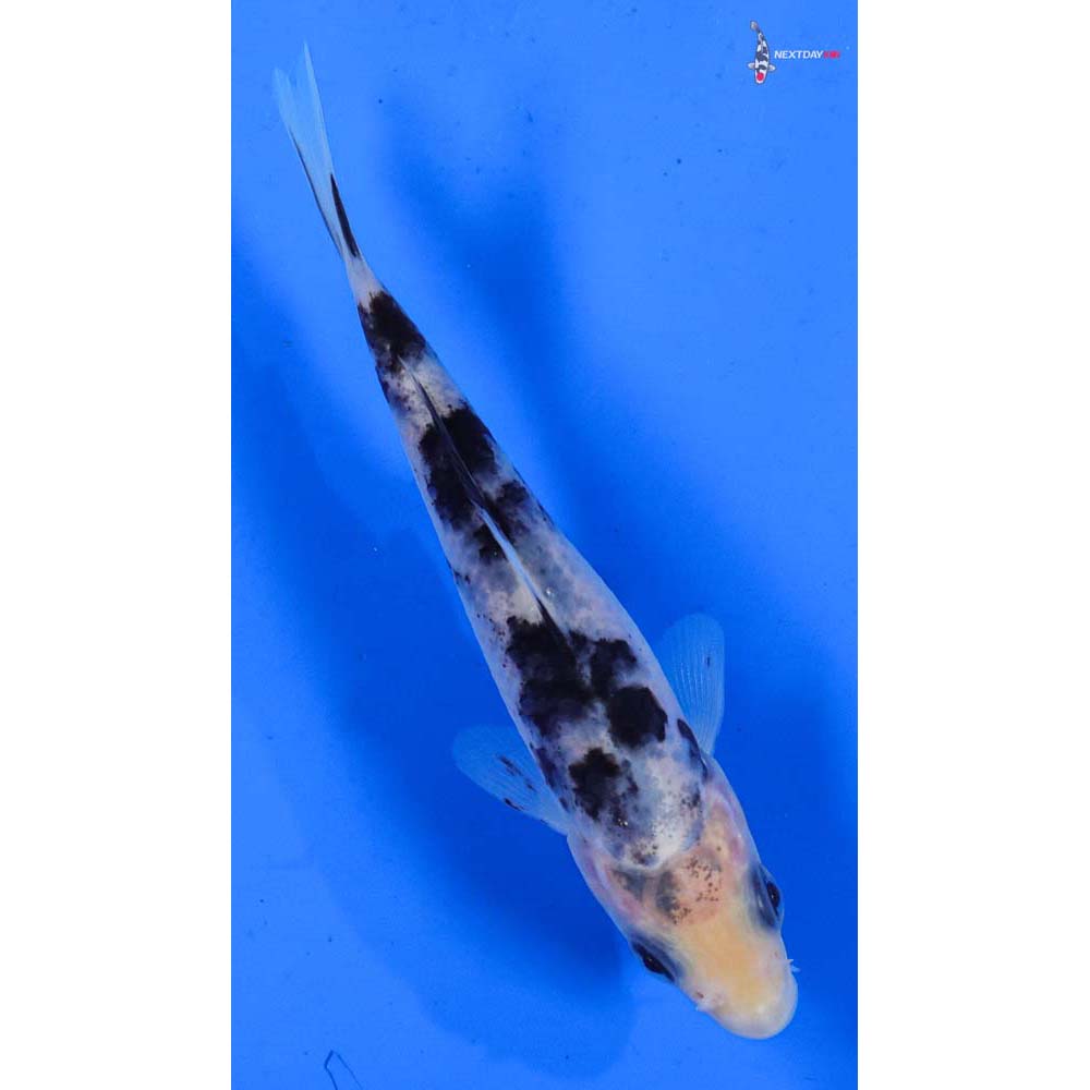 4” Imported Shiro Bekko