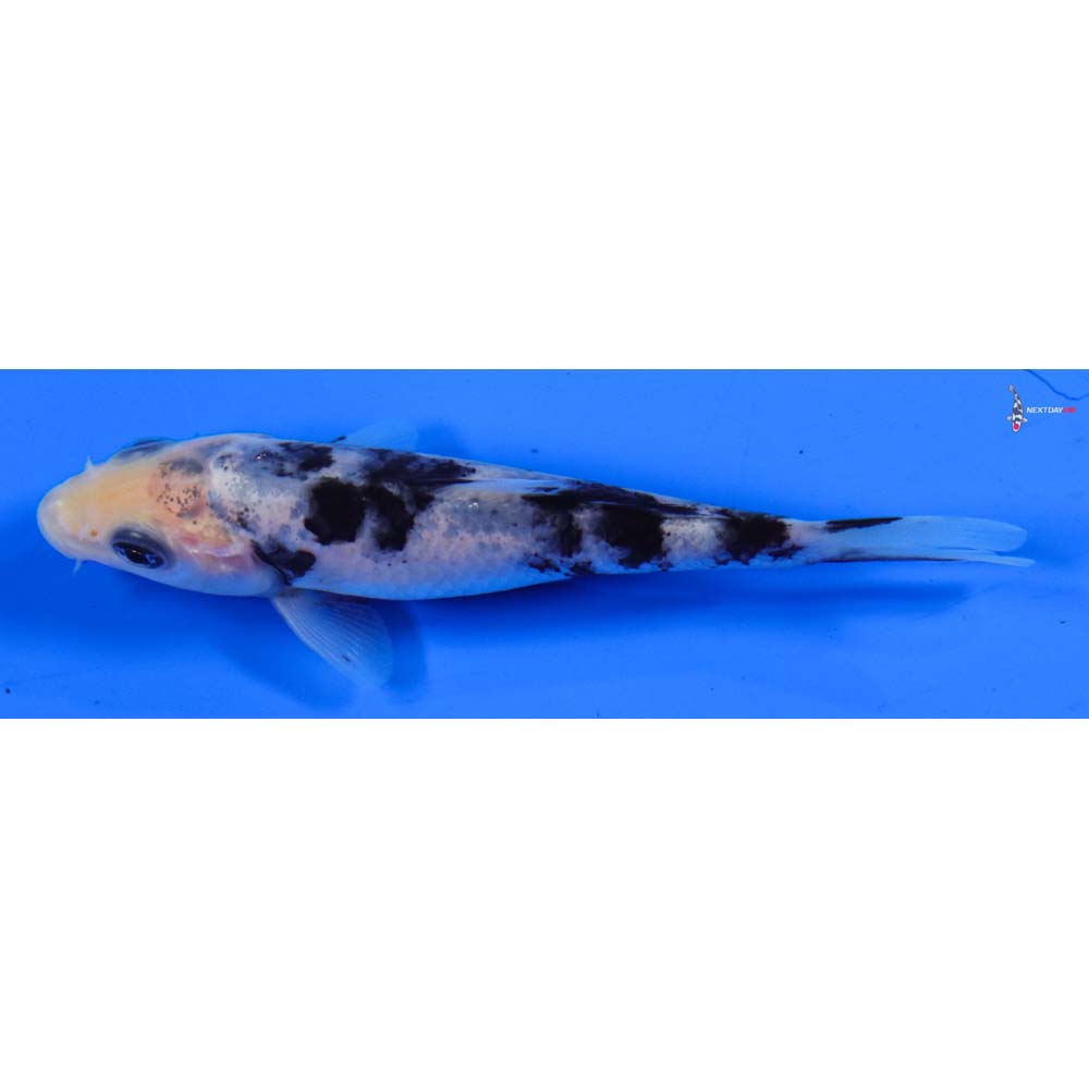 4” Imported Shiro Bekko