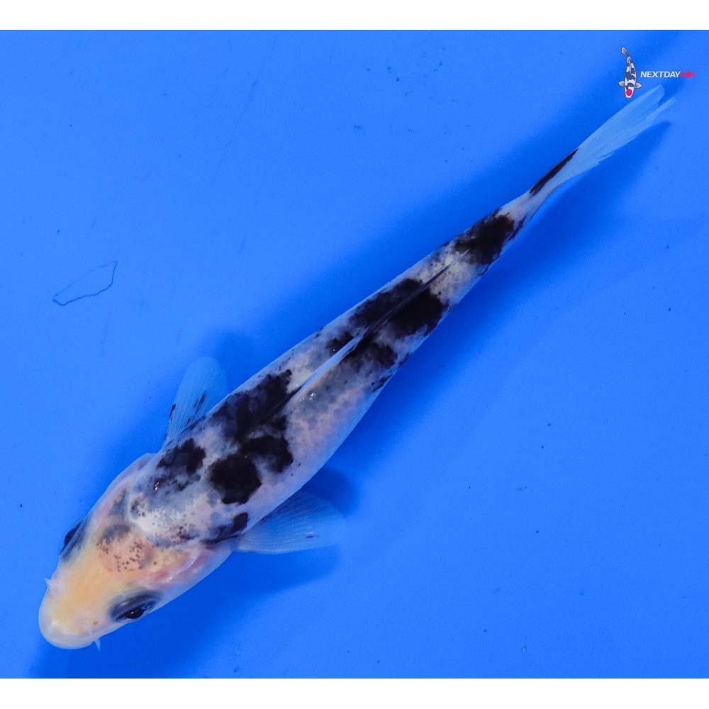 4” Imported Shiro Bekko