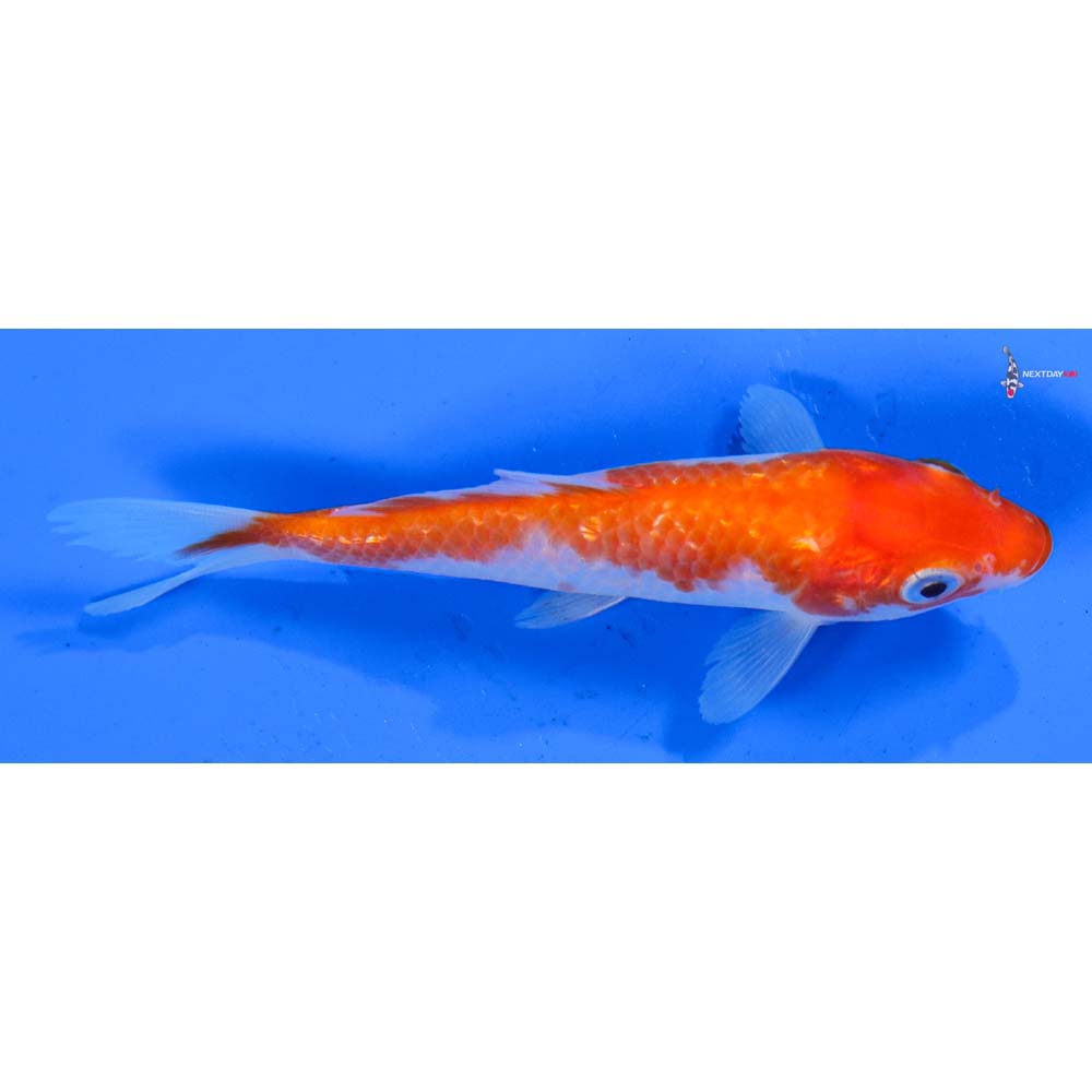 4” Imported Gin Rin Kohaku