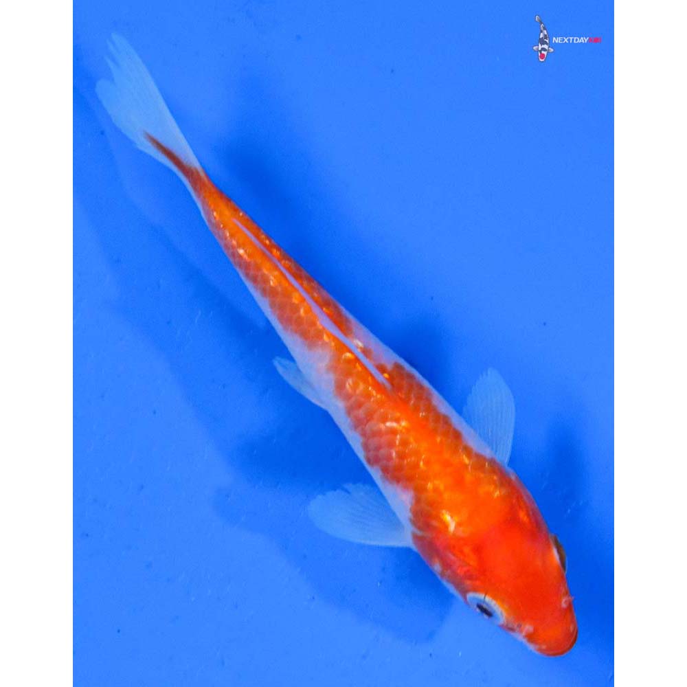 4” Imported Gin Rin Kohaku