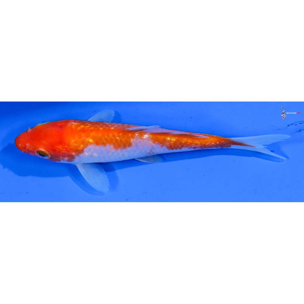 4” Imported Gin Rin Kohaku