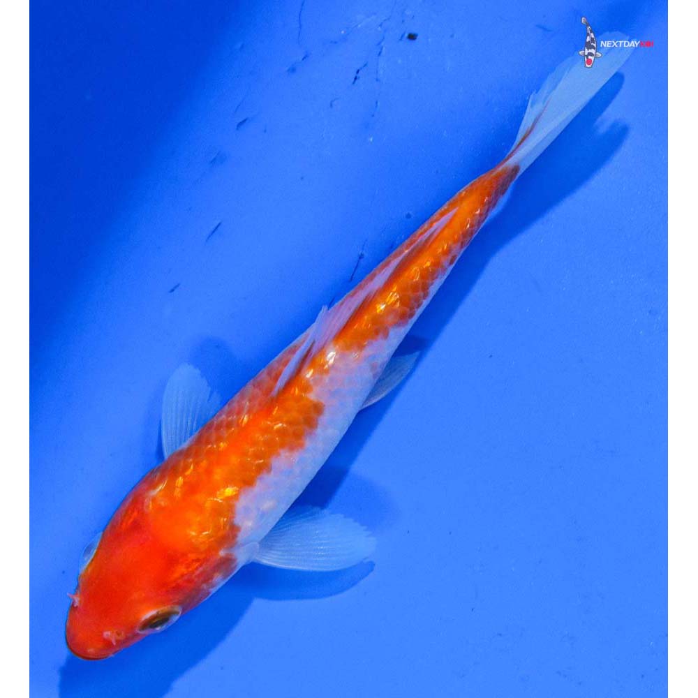 4” Imported Gin Rin Kohaku
