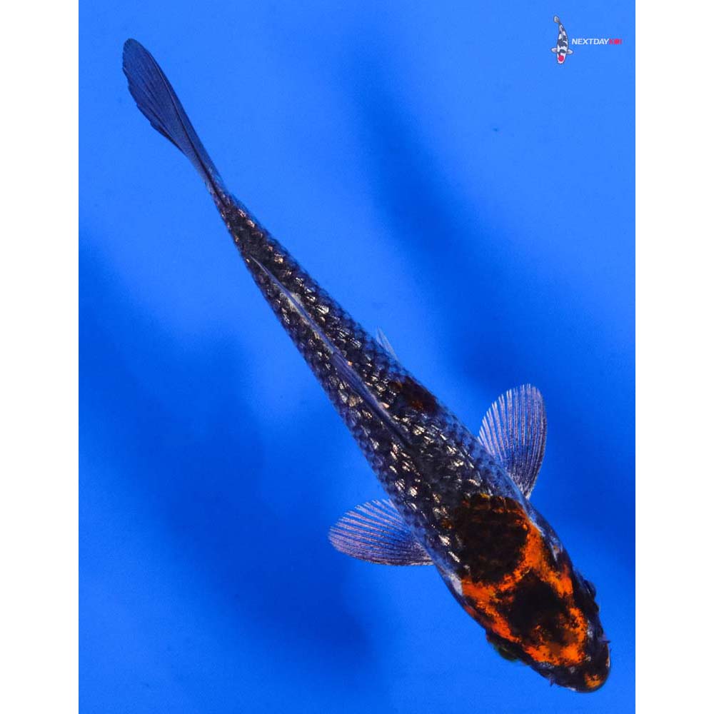 4” Imported Gin Rin Kujaku