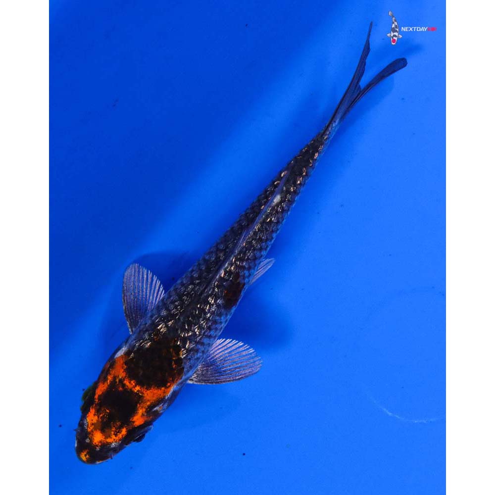 4” Imported Gin Rin Kujaku