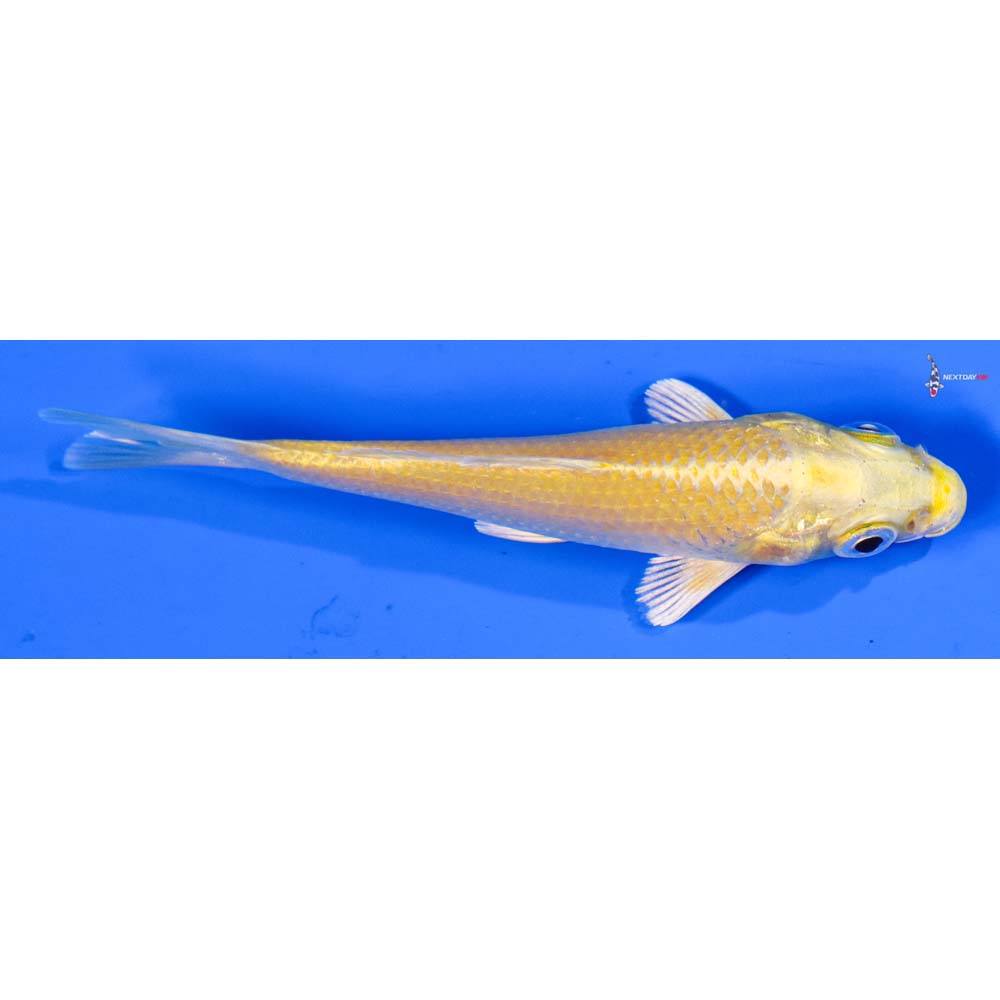 4” Imported Yamabuki Ogon