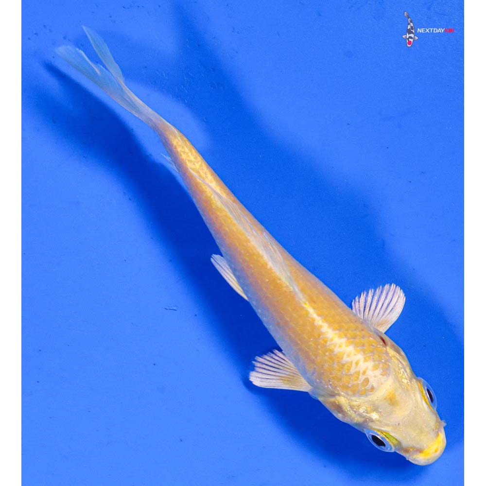 4” Imported Yamabuki Ogon