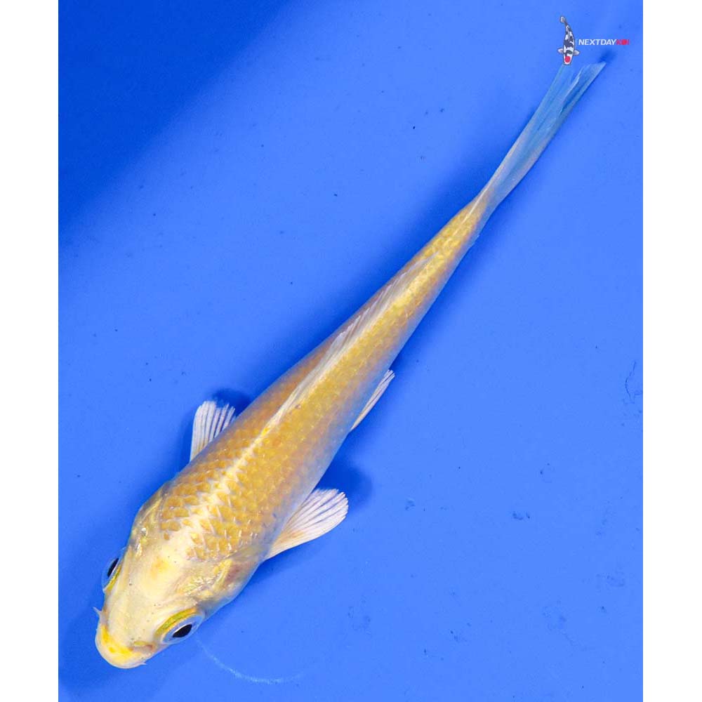 4” Imported Yamabuki Ogon