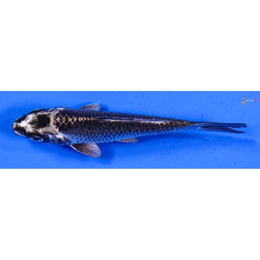 4” Imported Gin Matsuba