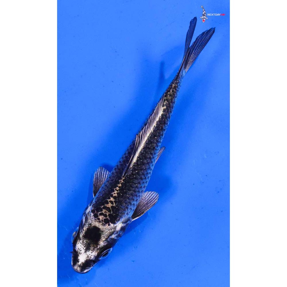 4” Imported Gin Matsuba