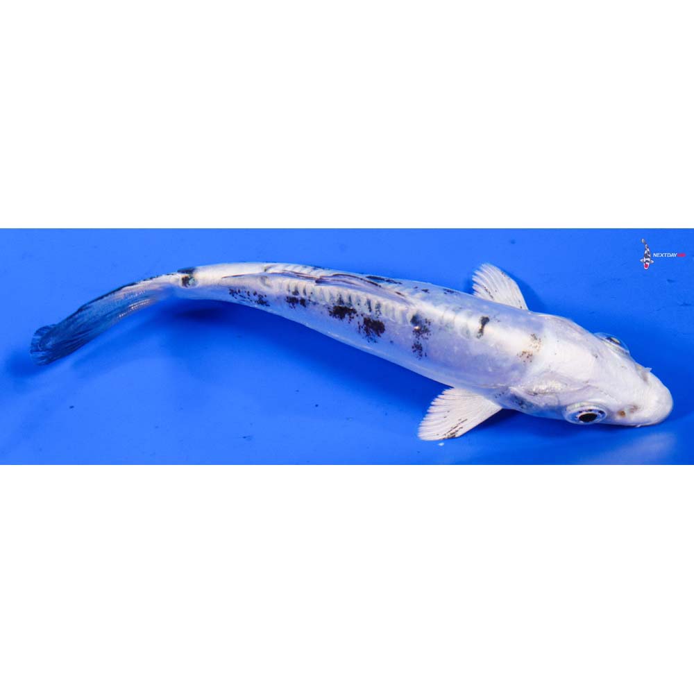 4” Imported Doitsu Gin Shiro Bekko