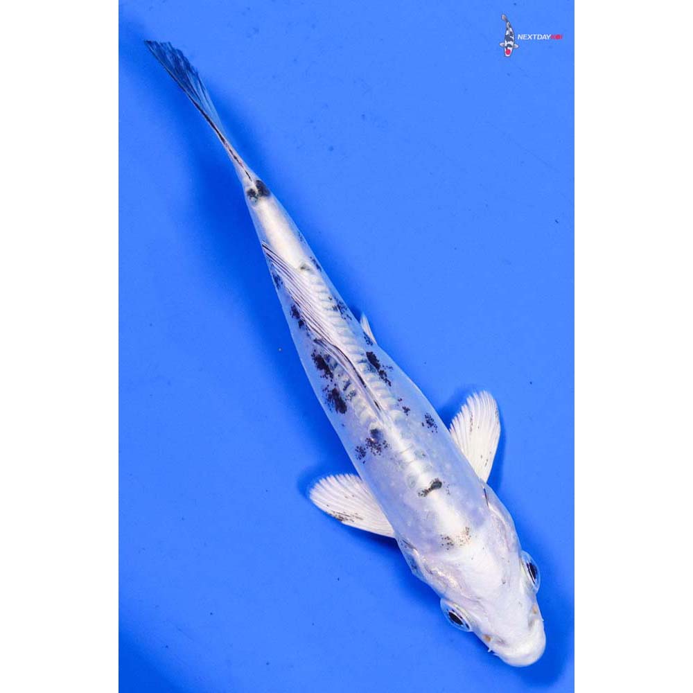 4” Imported Doitsu Gin Shiro Bekko