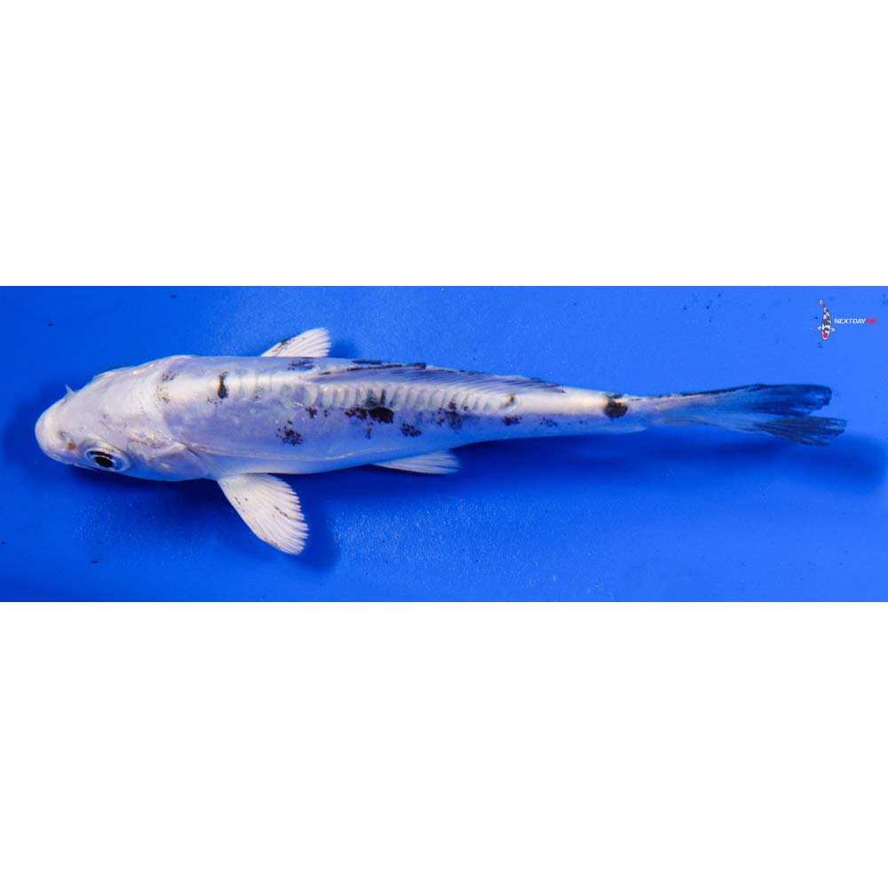 4” Imported Doitsu Gin Shiro Bekko