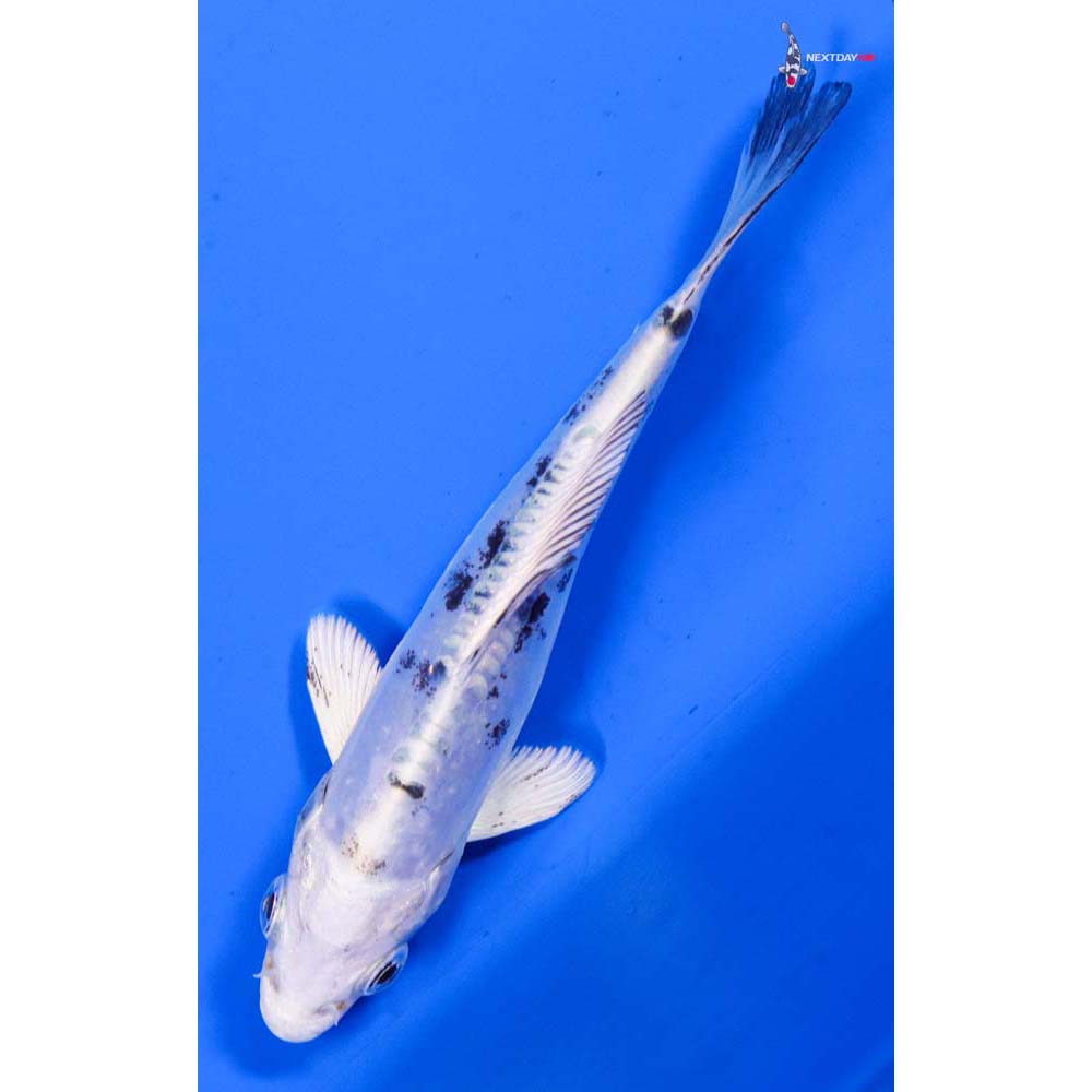 4” Imported Doitsu Gin Shiro Bekko