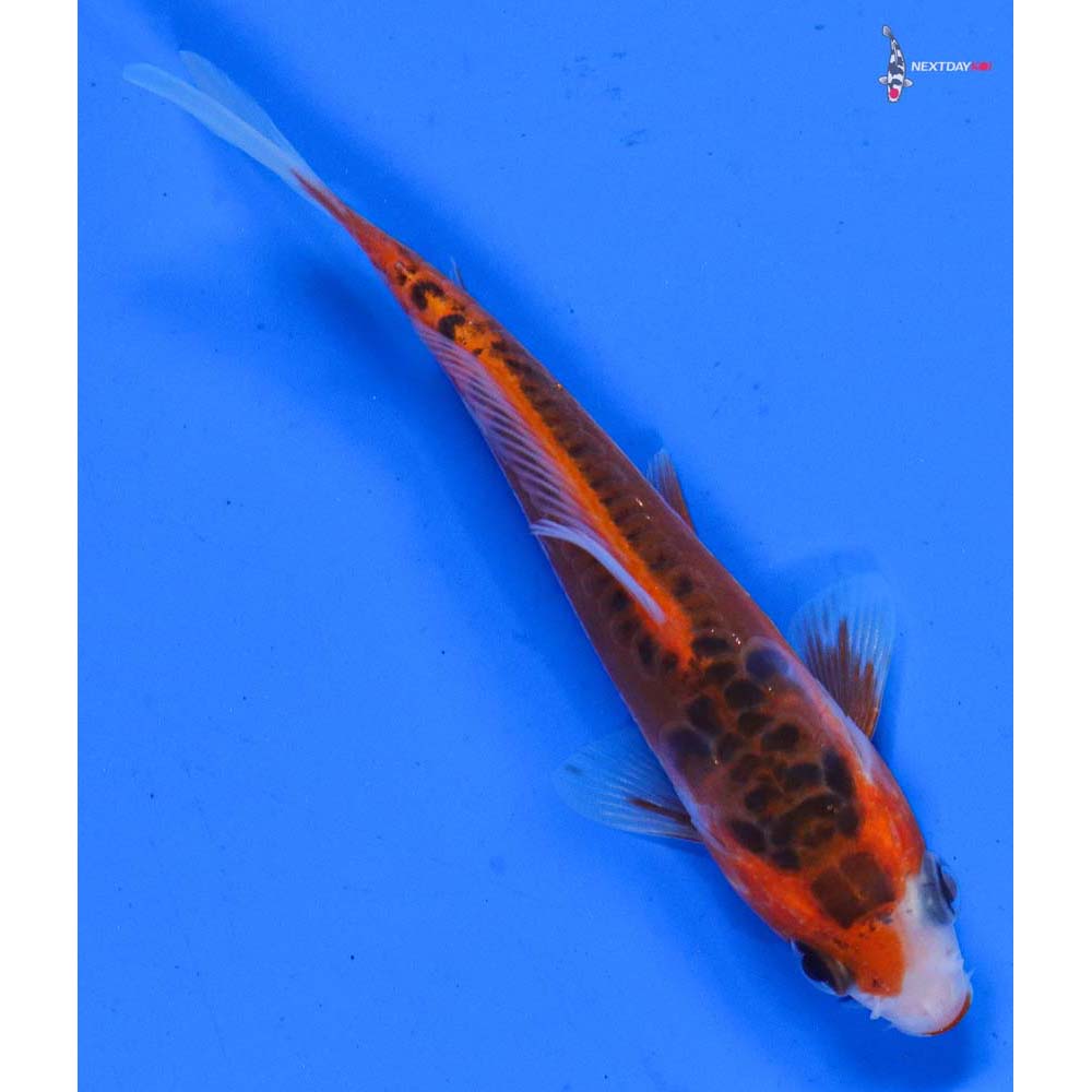 4” Imported Shusui