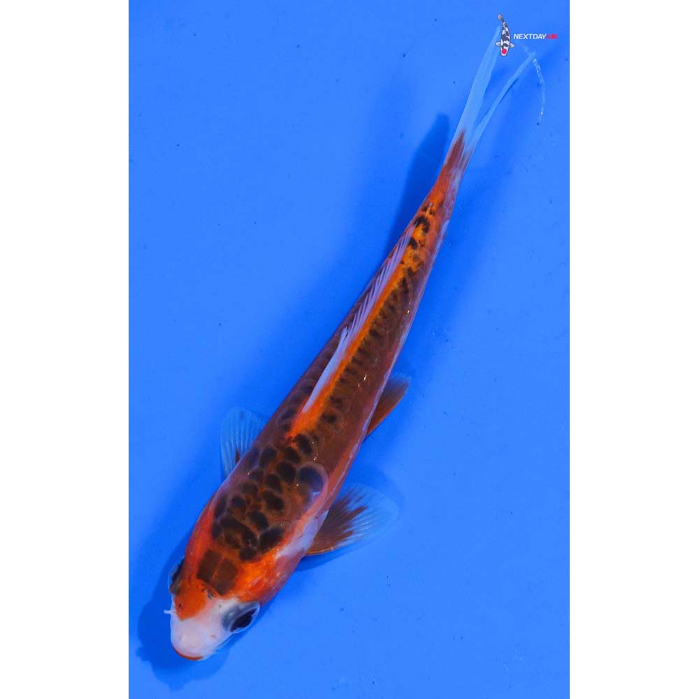 4” Imported Shusui