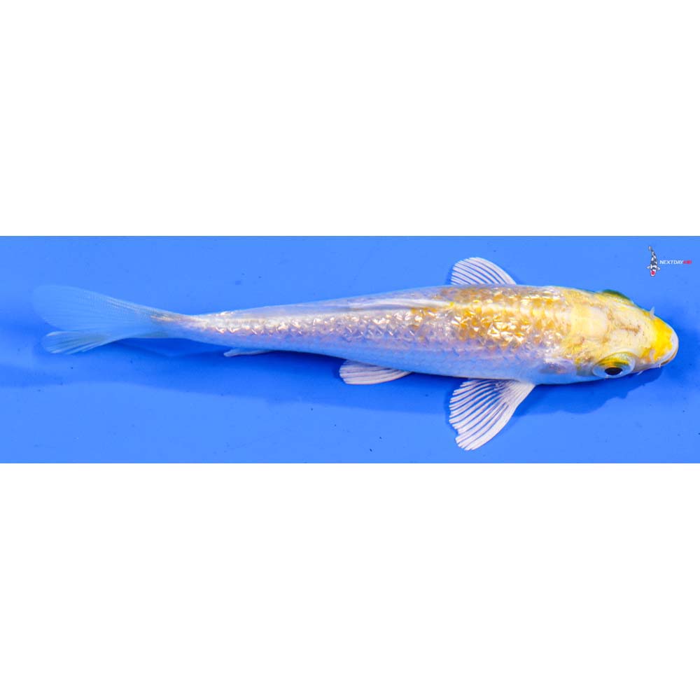 4.5” Imported Gin Rin Lemon Hariwake