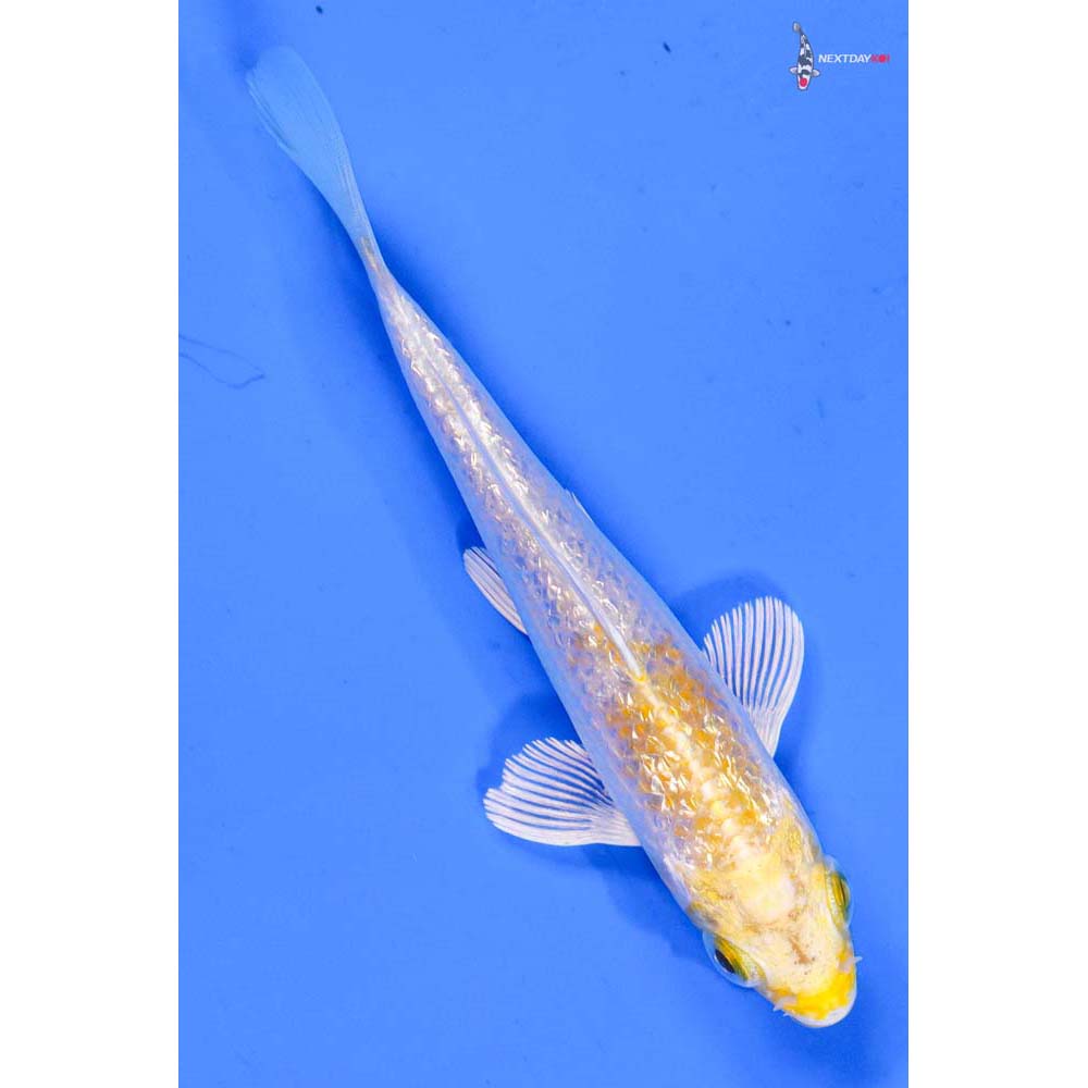 4.5” Imported Gin Rin Lemon Hariwake