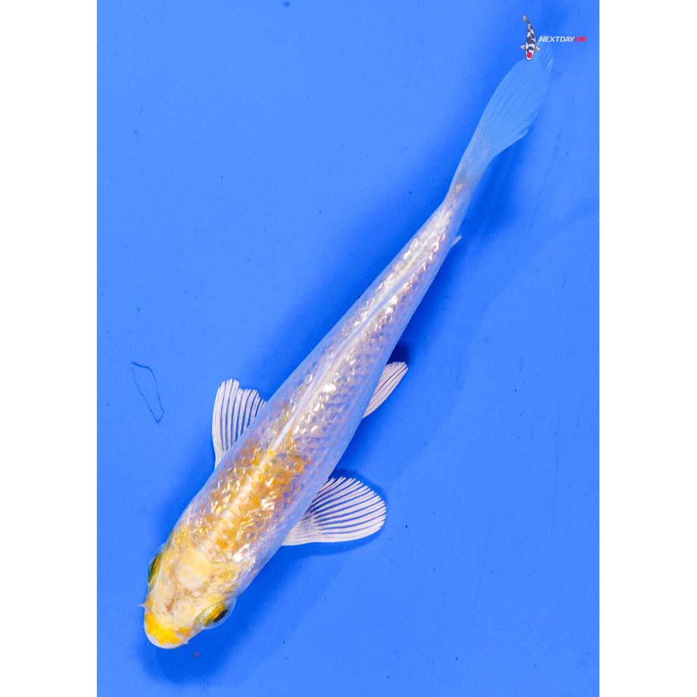 4.5” Imported Gin Rin Lemon Hariwake