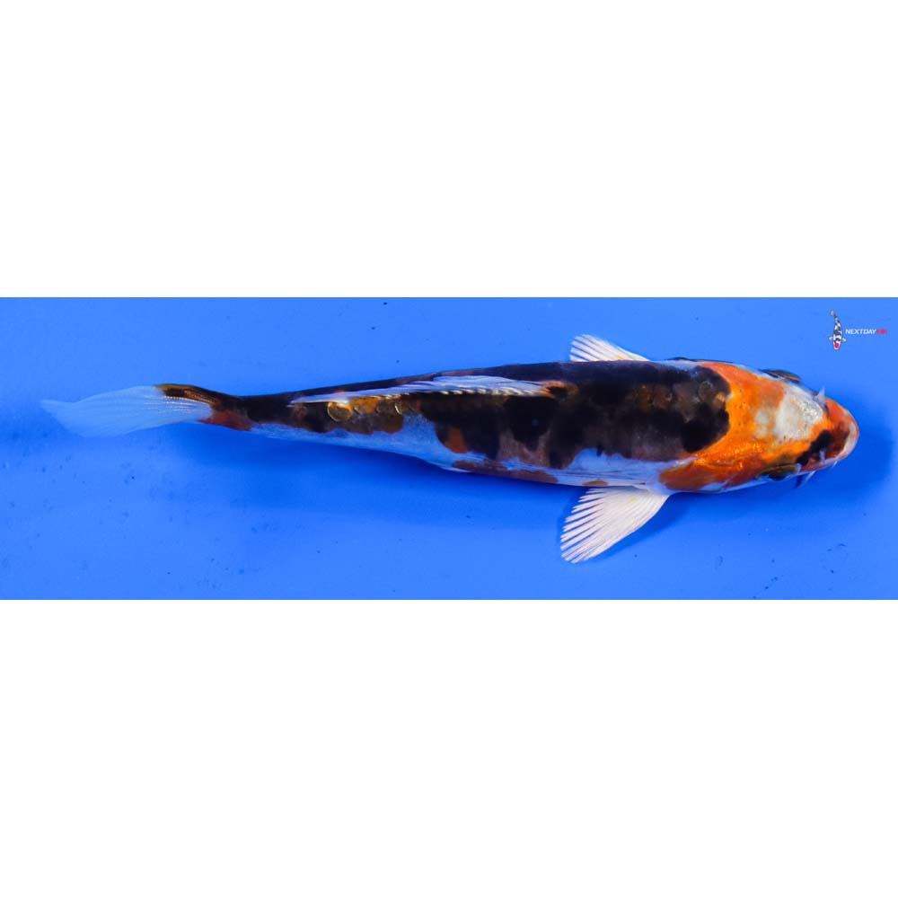 5” Imported Kujaku