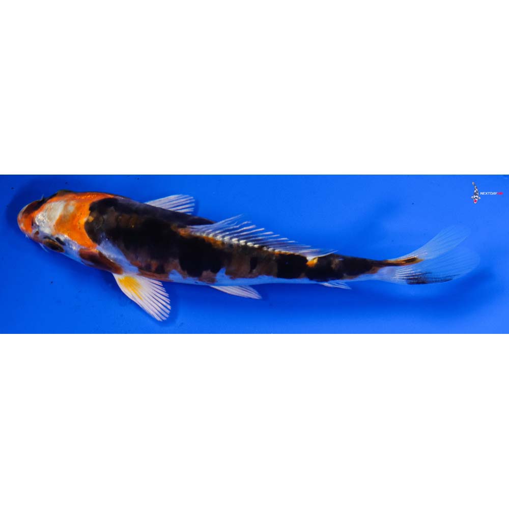 5” Imported Kujaku