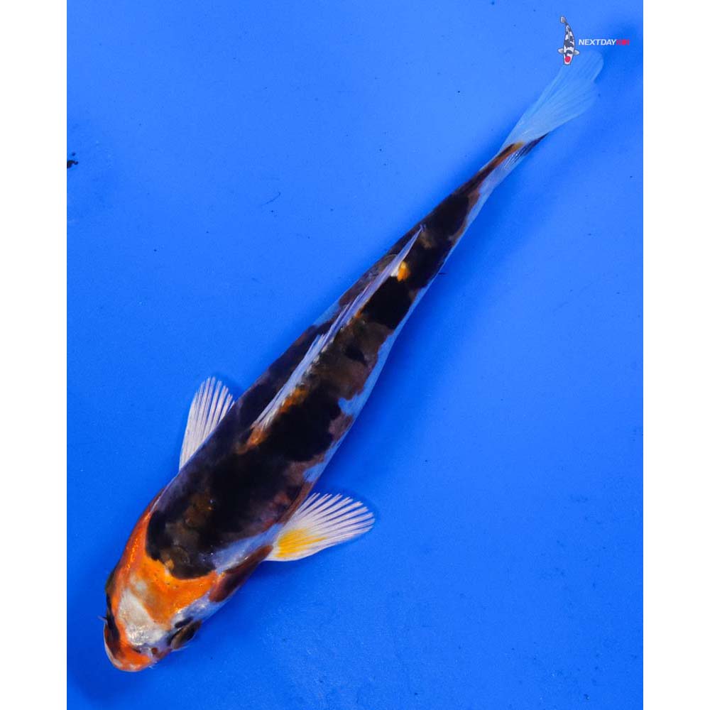 5” Imported Kujaku