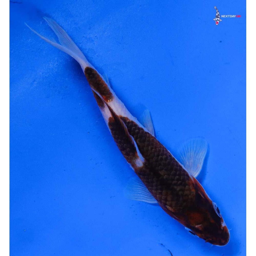 5” Imported Goromo