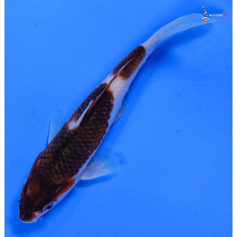 5” Imported Goromo