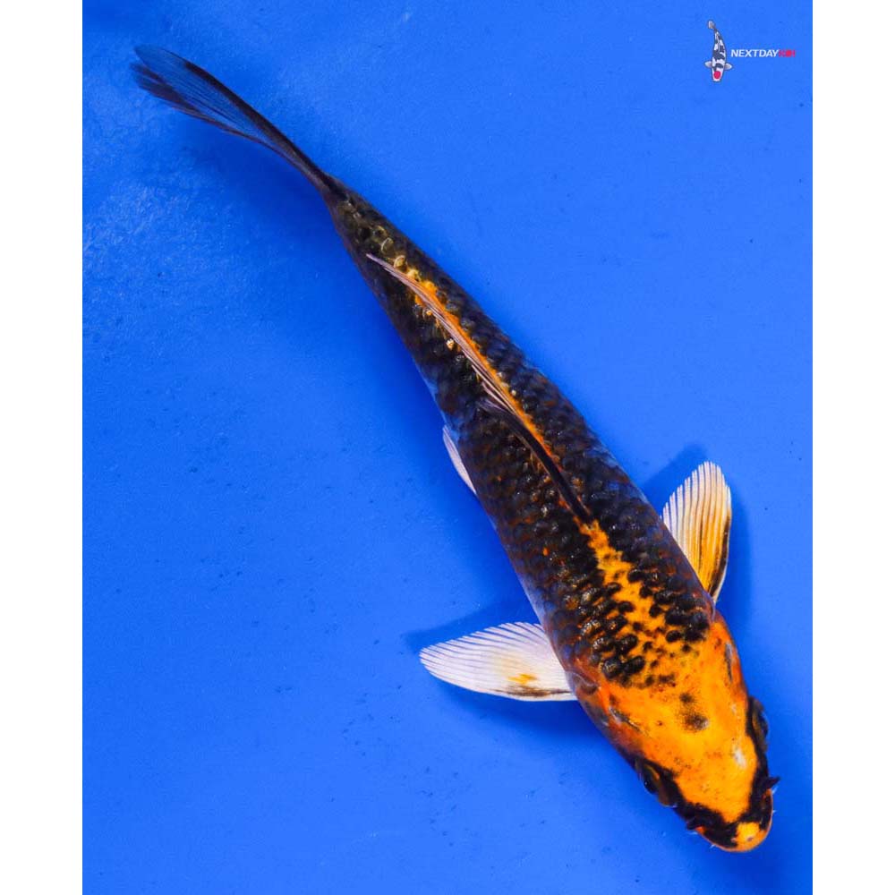 5” Imported Kujaku