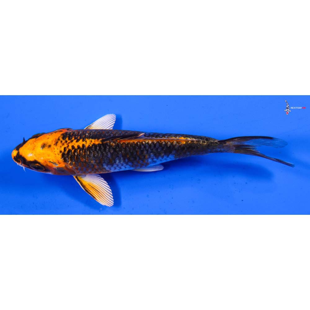 5” Imported Kujaku