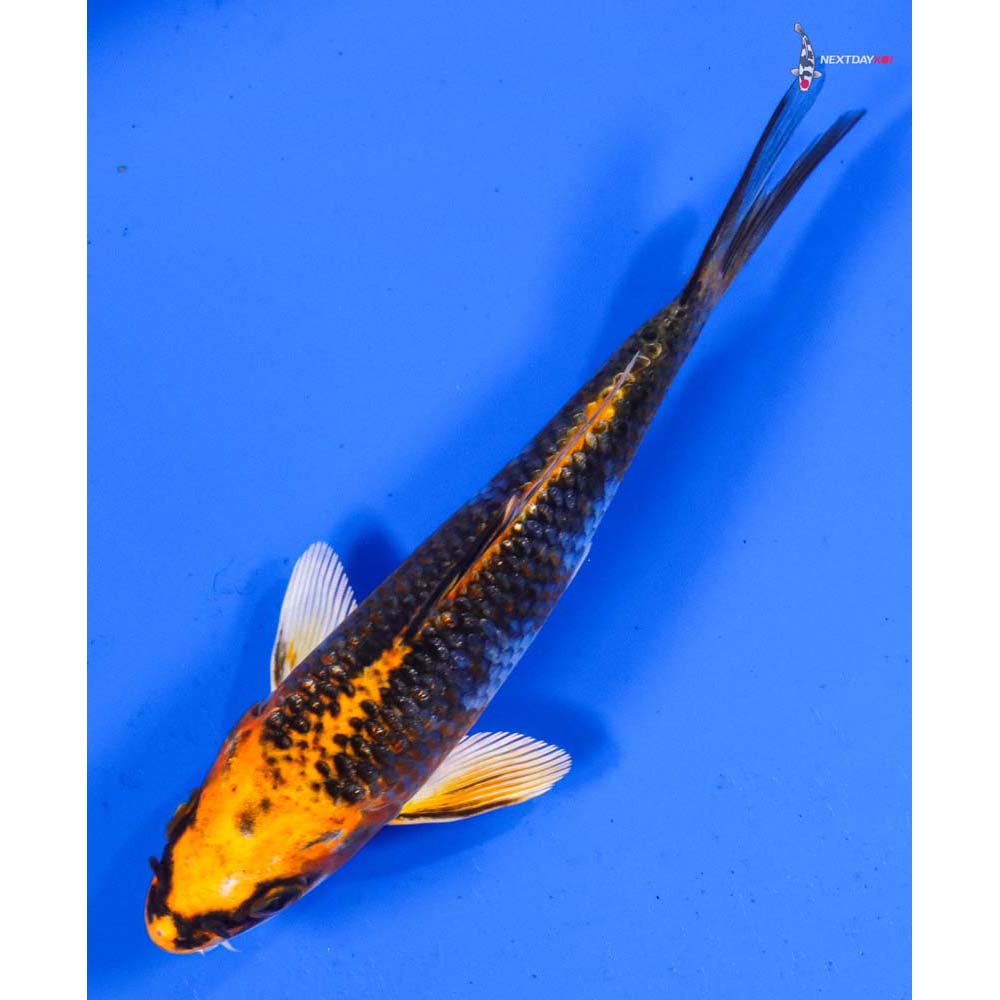 5” Imported Kujaku