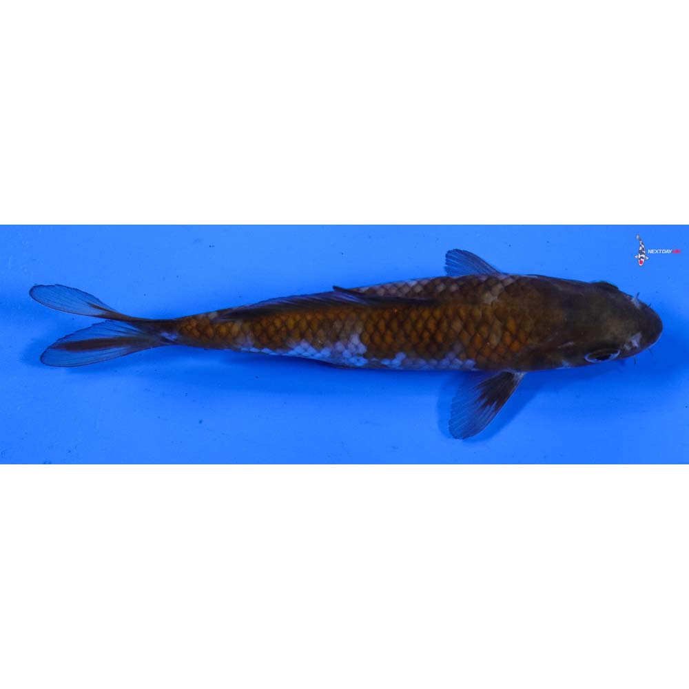 5” Imported Ochiba Shigure