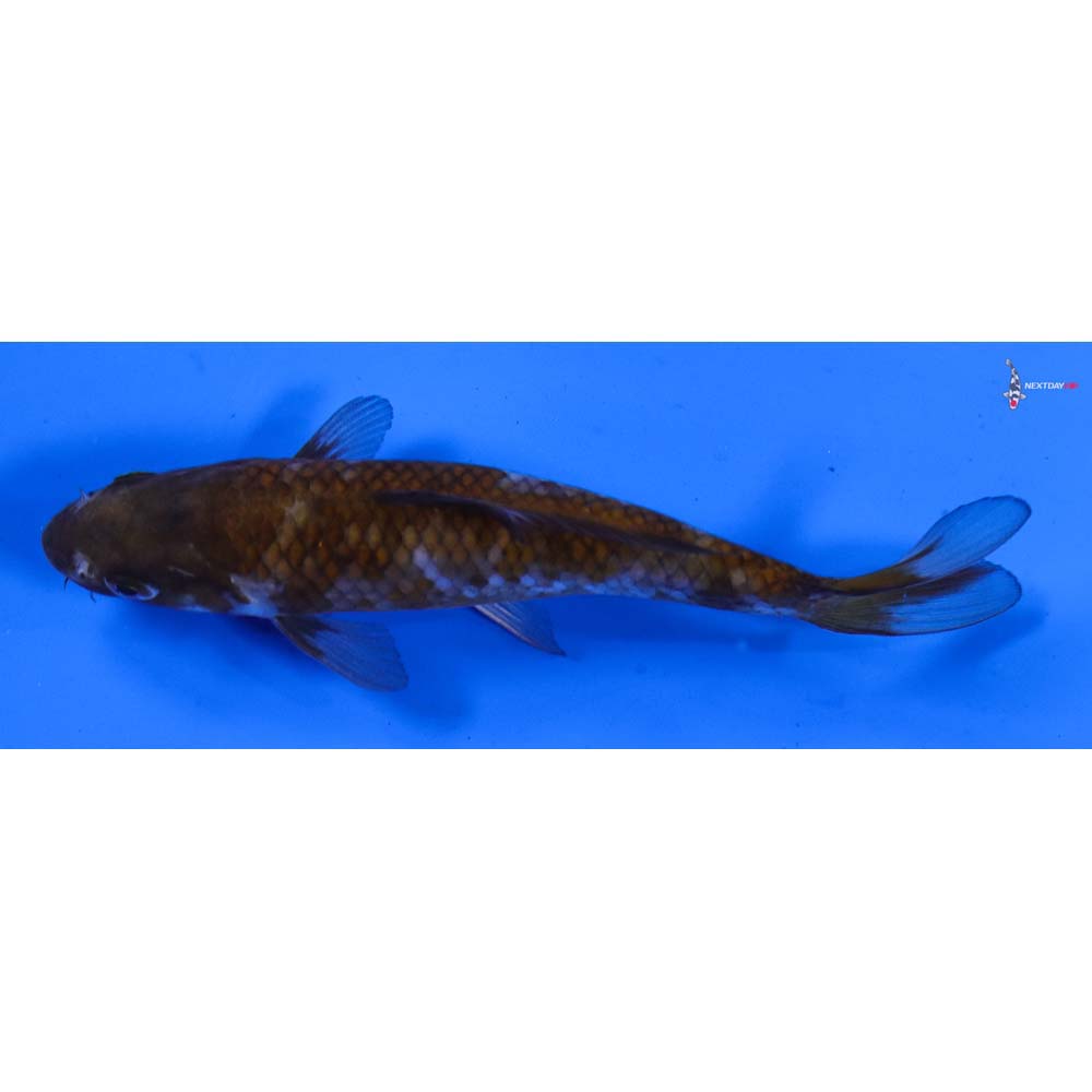 5” Imported Ochiba Shigure