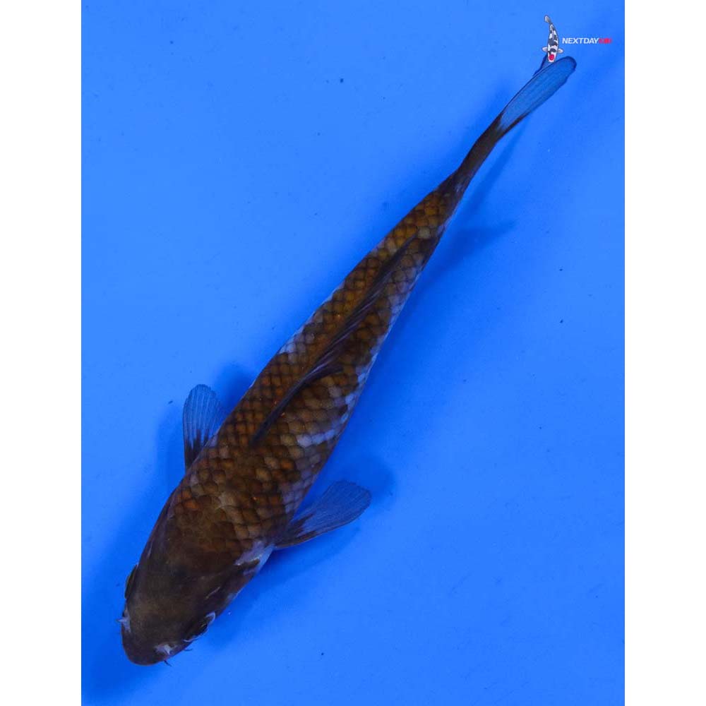 5” Imported Ochiba Shigure