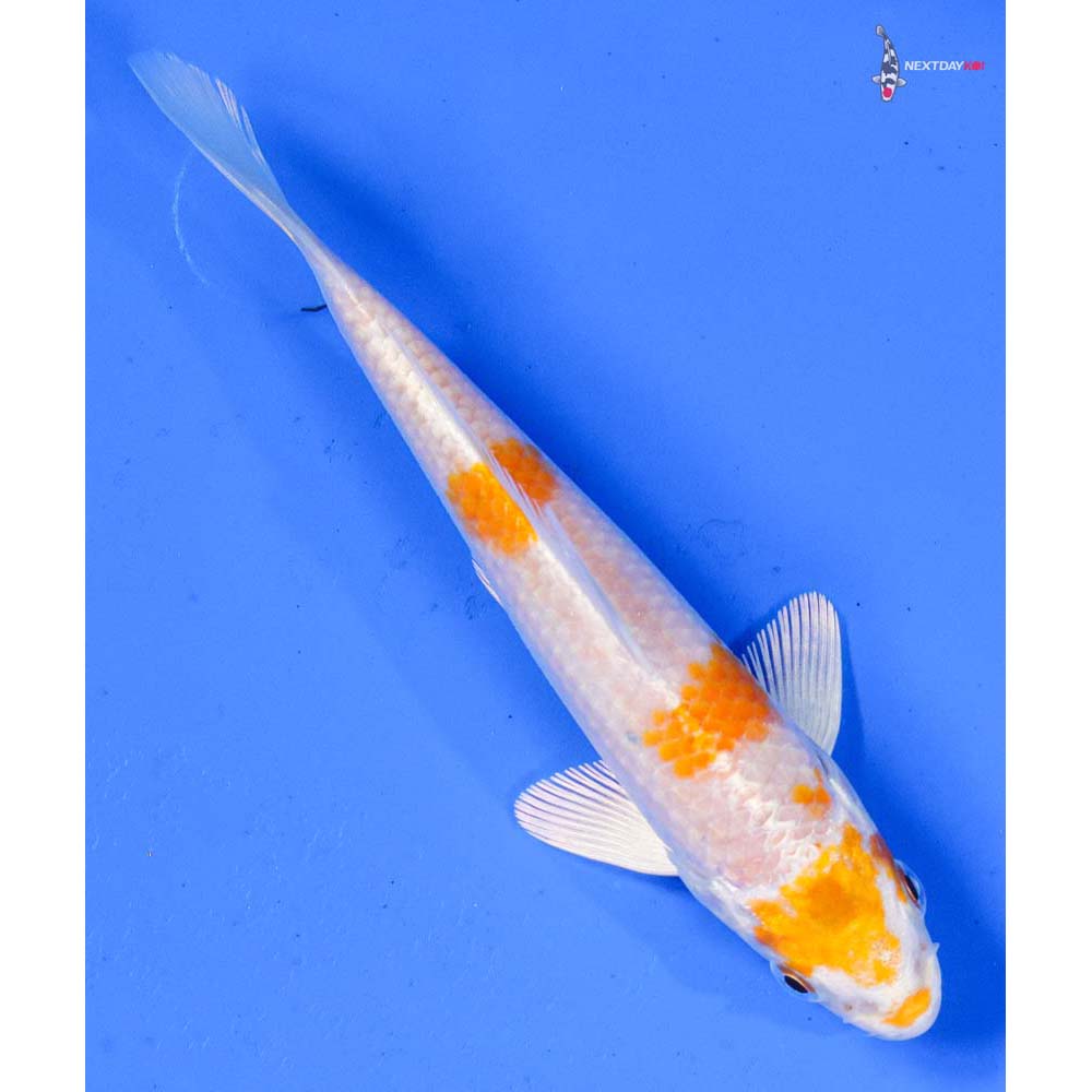 5” Imported Hariwake