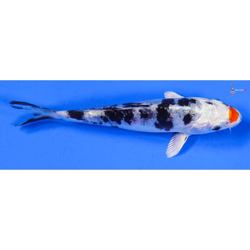 5.5” Imported Heisei Nishiki