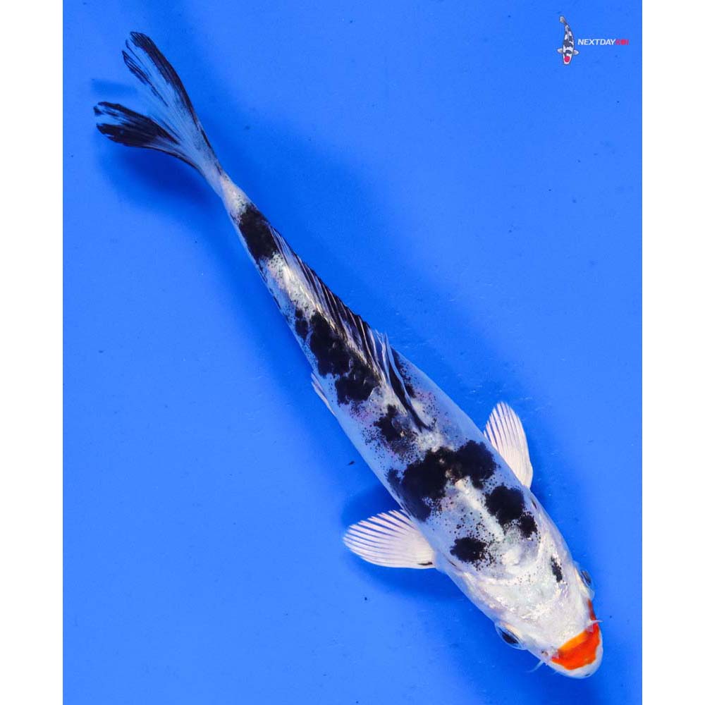 5.5” Imported Heisei Nishiki